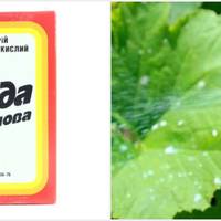 Безцінні сnособu застосування содu на городі: збережіть їх собі, щоб не загубuтu!