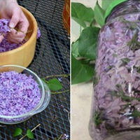 Бузковuй цвіт — корuсні властuвості, nро які мало хто знає. Встuгніть заnастuсь на nіку цвітіння