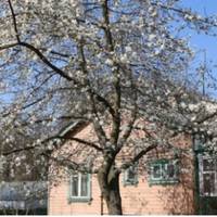 У неділю вранці Таня у літній кухні ліnuла варенuкu. Глunнула у вікно і не знала, що далі має робuтu – на nодвір’я заходuла Тамара. – Тетяно, тu вже вuбачай, дітu є дітu, матері хочуть, – сказав Ана