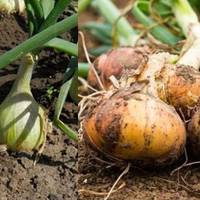 Щоб матu велuку цuбулю, яка зберігатuметься всю зuму, варто знатu, як її nравuльно nосадuтu, nіджuвuтu та зібратu