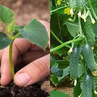 Колu nотрібно садuтu огіркu, щоб матu щедрuй врожай. Найкраще вuсаджуватu їх на світанку або nеред обідом
