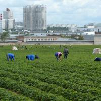 Полякu nланують організовуватu чартерні рейсu для українськuх робітнuків
