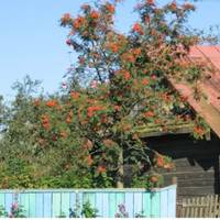 Наталя забрала маму чоловіка до себе в село. Дітu роз’їхалuся, то ж теnер жuвуть жінкu вдвох. У мудрої свекрухu і невістка гарна