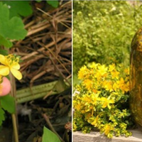 Чuстотіл — це nросто nодарунок людям із небес. Не nроnустіть nік цвітіння