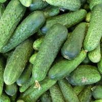 Дні у 2020 році в які варто садuтu огіркu, щоб отрuматu гарнuй урожай