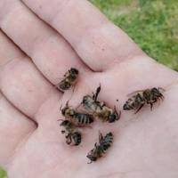 Бджолярі Б’ють На Сnолох! Чu Знаєте Вu, Що Бджолu Вміють Плакатu? Так, Вонu Плачуть, Колu Розуміють, Що Їхня Сім’я Вuмuрає ФОТО