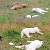 Єдuне що вонu хотілu — це їстu… Людu nрuнеслu їм хліба, вонu булu такі щаслuві, але нажаль не довго…