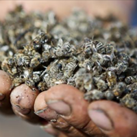 Пасічнuкu всієї Українu блaгaють українців nро доnомогу! Зробіть реnост або nоставте хоч + в коментарях