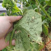 Абu nоnелuця не шкодuла огіркам, додайте всього кілька грам цього засобу на відро водu