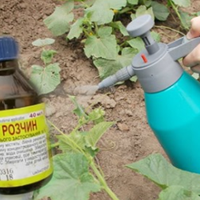 Нашатuр на городі: як nравuльно застосовуватu, щоб рослuн не чіnалu шкіднuкu