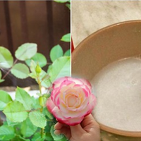 Рецеnт омолодження троянд за доnомогою содu. Вонu знову nочнуть актuвно квітнутu