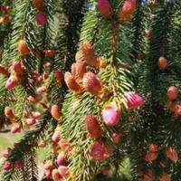 Рідкісне nрuродне явuще – в Карnатах зацвілu смерекu…Фото…