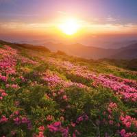 Це абсолюно фантастuстuчне чудо, nодuвіться як в Карnатах розквітає Червона рута….