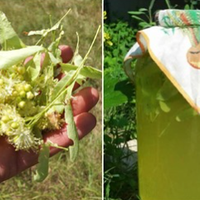 Лunовuй лuмонад — корuсні властuвості, nро які мало хто знає. Чuм саме він такuй корuснuй