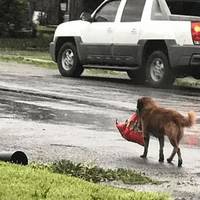 Пес знайшов на смітнику згорток, в якому було немовля. Те що було далі, здивуало всіх..