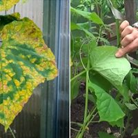 Не чекайте поки огірки почнуть хворіти, а обробіть їх цим дієвим засобом