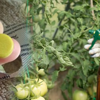 Фурацилін — ефективний засіб у боротьбі з фітофторою. Як правильно його застосовувати