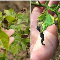 Дієві методи, які допоможуть позбутися фітофтори на картоплі та помідорах