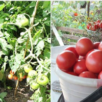 Обприскування томатів у червні, для підвищення урожаю, та захисту від хвороб