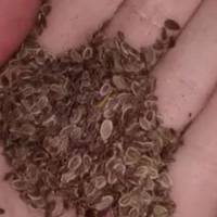 Через тиждень будете здоpові! Щоб забути про тиcк, потрібно взяти жменю насіння кропу