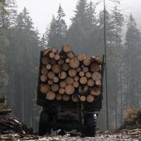 Блогер: “Чому відбуваються такі повені і вихід гірських річок з берегів. Ось приклад. Сьогодні був в селі Колочава Закарпатської обл…