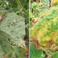 Суміш, яка захистить огірки від усіх хвороб. Рецепт досвідчених городників