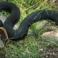 Будьте обережні та попередьте інших! Змія напала на 9-річну дитину на подвір’ї! Стан дитини важкий!