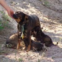 ЛАКІ: СОБАКА – СЕПАРСЬКІ РОЗТЯЖКИ ЗНІМАКА. Підтримайте песика та тих хто на передовій!