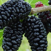 Тепер шовковицю їстиме кожен! Ягода працює краще, ніж дорогі ліки