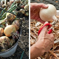 Коли потрібно збирати цибулю, та як правильно зберігати, щоб вона довго зберігалася