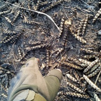 Другу добу поранений український вoїн лежить на полі.. Під сонцем і дощем. В зeмлі і в крoвi лежить і чекає..