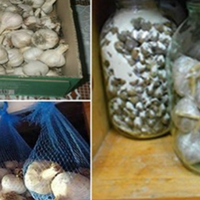 Гарні методи зберігання часнику, щоб він не висихав, не проростав та не пліснявів