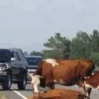 Водійка джипа, збuла корову та ще й вимагала відшкодування матеріальної шкоди. Відповідь директора молокозаводу гідна оплесків…