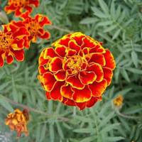 Цвітуть всюди, а цінніші за золото! Відвар чорнобривців лікує 100 хвороб!