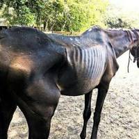 Близько 2000 коней перебувають в такому стані через рейдерство. Потрібен розголос!