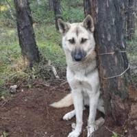 – Мамо, її хтось прив’язав мотузкою до дерева. Вона замерзла і гарчить, ніколи говорити