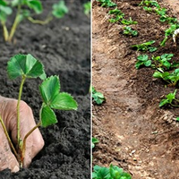 Посадки полуниці у серпні місяці. Як правильно садити, щоб добре прижилася