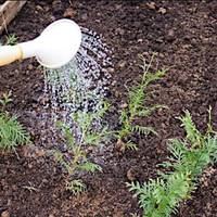 У мене є дача за містом, щовихідних я їжджу туди. Я дуже люблю туї, мріяла їх посадити багато, але це дуже дорого. Тому вирішила, що буду брати маленькі гілочки і висаджувати їх на подвір’ї.