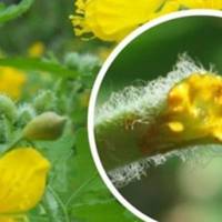 Чистотіл — це просто подарунок людям із небес! Збережіть,щоб не загубити!