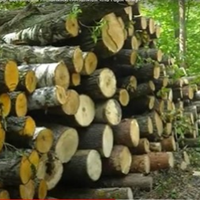 Замість санітарної рубки вирубують здорові дуби, а голова області зазначає, що вирубки взагалі припинено. Волинь