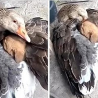 Гусь обіймав на вулиці цуценя, щоб зігріти його. Жаліслива картина!