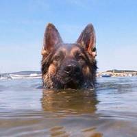 Відданий друг: пес протягом 11 годин плив до берега і врятував господаря!