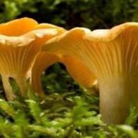 Чи не замислювалися Ви, чому лисички ніколи не бувають червивими?