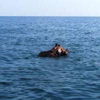 Чуть не заrинули: Президент скочив у воду і врятував двох жінок, які тонули в морі… ВІДЕО