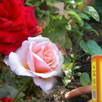 Щоб омолодити кущ троянди, потрібно всього пару ложок соди. Як правильно це робити