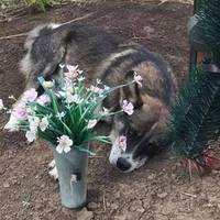 В Україні з’явився свій Хатіко. Собака вже 3 роки не може змиритися зі смертю свого господаря (фото)