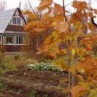 Я своїй сестрі телефоную на мобільний, а тут переплутала і набрала на домашній. Телефон взяв її онук, Антон сказав, що бабуся вже давно живе на дачі. Я буда сердита, адже на вулиці вересень, будинок