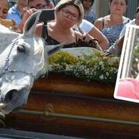 Кінь прийшов на похорон господаря. У людей від побаченого відняло дар мови..(кадри, які вражають)