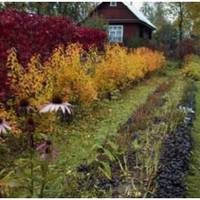 Ми приїхали на вихідні до свекрухи, думали трохи відпочити. Але вона сказала, що у вересні в селі багато роботи і відпочивати нема часу. В суботу зранку вона розбудила мене і сказала, щоб я поприбира