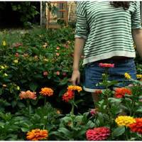 Восени свекруха приїхала до нас на дачу збирати урожай. Вона завжди вирощувала там огірочки, помідорчики, закатувала в банки і роздавала усім. Коли свекруха побачила, що я грядки переробила на квітник